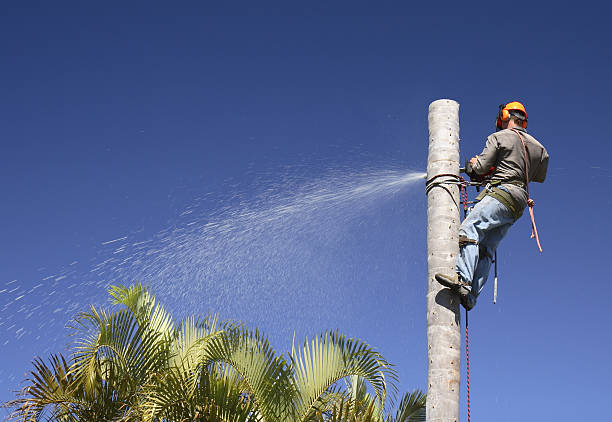 Best Tree Cabling and Bracing  in USA